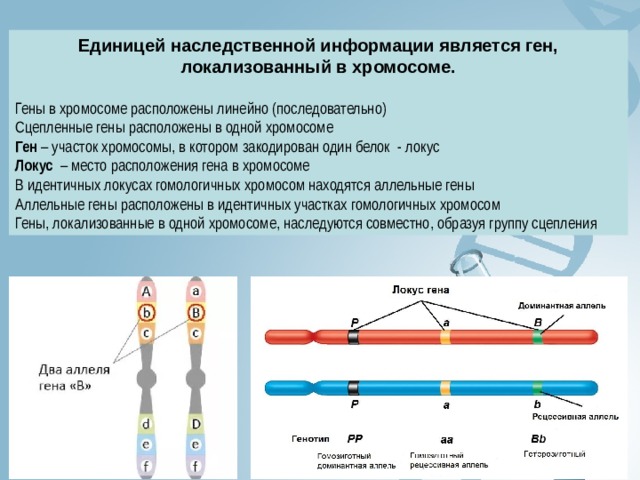 Единицей наследственной информации является ген, локализованный в хромосоме.  Гены в хромосоме расположены линейно (последовательно) Сцепленные гены расположены в одной хромосоме Ген – участок хромосомы, в котором закодирован один белок - локус Локус – место расположения гена в хромосоме В идентичных локусах гомологичных хромосом находятся аллельные гены  Аллельные гены расположены в идентичных участках гомологичных хромосом Гены, локализованные в одной хромосоме, наследуются совместно, образуя группу сцепления   