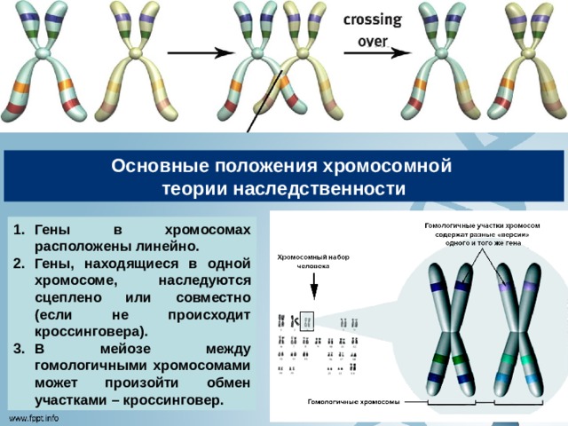 Основные положения хромосомной теории  наследственности Гены в хромосомах расположены линейно. Гены, находящиеся в одной хромосоме, наследуются сцеплено или совместно (если не происходит кроссинговера). В мейозе между гомологичными хромосомами может произойти обмен участками – кроссинговер. 
