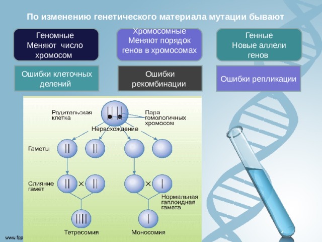 По изменению генетического материала мутации бывают Генные Новые аллели генов Хромосомные Меняют порядок генов в хромосомах Геномные Меняют число хромосом Ошибки репликации Ошибки клеточных делений Ошибки рекомбинации 