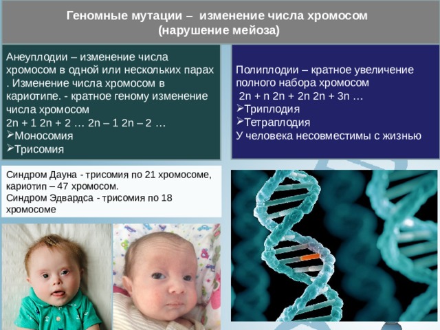 Геномные мутации – изменение числа хромосом (нарушение мейоза) Полиплодии – кратное увеличение полного набора хромосом  2n + n 2n + 2n 2n + 3n … Анеуплодии – изменение числа хромосом в одной или нескольких парах . Изменение числа хромосом в кариотипе. - кратное геному изменение числа хромосом  2n + 1 2n + 2 … 2n – 1 2n – 2 … Триплодия Тетраплодия Моносомия Трисомия У человека несовместимы с жизнью Синдром Дауна - трисомия по 21 хромосоме, кариотип – 47 хромосом. Синдром Эдвардса - трисомия по 18 хромосоме 