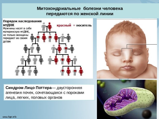 Как передается шизофрения по наследству по какой схеме по материнской линии