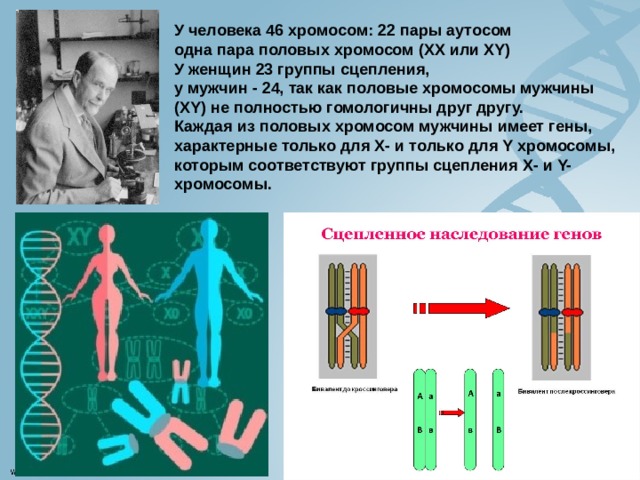 У человека 46 хромосом: 22 пары аутосом одна пара половых хромосом (XX или XY)  У женщин 23 группы сцепления, у мужчин - 24, так как половые хромосомы мужчины (XY) не полностью гомологичны друг другу.  Каждая из половых хромосом мужчины имеет гены, характерные только для Х- и только для Y хромосомы, которым соответствуют группы сцепления Х- и Y-хромосомы. 