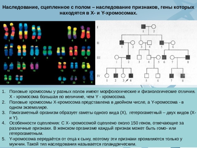 Наследование, сцепленное с полом – наследование признаков, гены которых находятся в Х- и Y-хромосомах. Половые хромосомы у разных полов имеют морфологические и физиологические отличия. Х - хромосома большая по величине, чем Y - хромосома. Половые хромосомы Х-хромосома представлена в двойном числе, а Y-хромосома - в одном экземпляре. Гомогаметный организм образует гаметы одного вида (Х), гетерогаметный – двух видов (Х-и Y). Особенности сцепления: С Х- хромосомой сцеплено около 150 генов, отвечающие за различные признаки. В женском организме каждый признак может быть гомо- или гетерогаметным.  Y-хромосома передаётся от отца к сыну, поэтому эти признаки проявляются только у мужчин. Такой тип наследования называется голандрическим. 