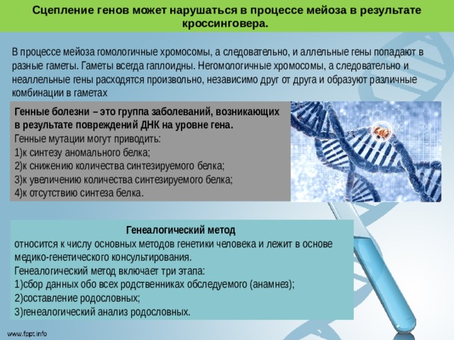 Сцепление генов может нарушаться в процессе мейоза в результате кроссинговера. В процессе мейоза гомологичные хромосомы, а следовательно, и аллельные гены попадают в разные гаметы. Гаметы всегда гаплоидны. Негомологичные хромосомы, а следовательно и неаллельные гены расходятся произвольно, независимо друг от друга и образуют различные комбинации в гаметах Генные болезни – это группа заболеваний, возникающих в результате повреждений ДНК на уровне гена. Генные мутации могут приводить: к синтезу аномального белка; к снижению количества синтезируемого белка; к увеличению количества синтезируемого белка; к отсутствию синтеза белка. Генеалогический метод относится к числу основных методов генетики человека и лежит в основе медико-генетического консультирования. Генеалогический метод включает три этапа: сбор данных обо всех родственниках обследуемого (анамнез); составление родословных; генеалогический анализ родословных. 