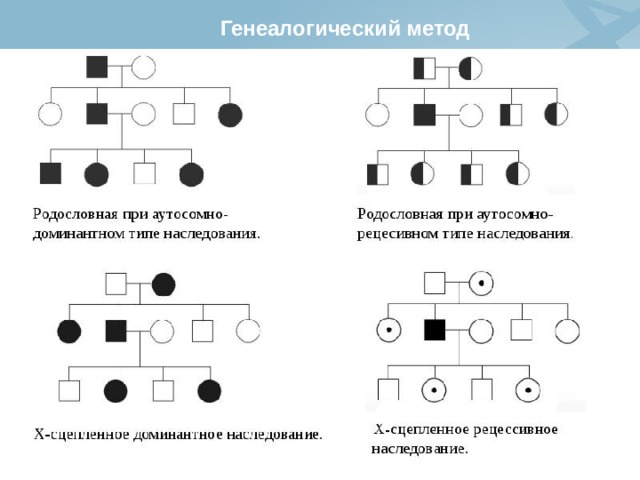 Генеалогический метод 