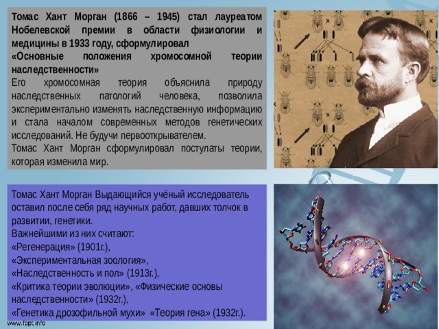 Томас Хант Морган (1866 – 1945) стал лауреатом Нобелевской премии в области физиологии и медицины в 1933 году, сформулировал «Основные положения хромосомной теории наследственности» Его хромосомная теория объяснила природу наследственных патологий человека, позволила экспериментально изменять наследственную информацию и стала началом современных методов генетических исследований. Не будучи первооткрывателем. Томас Хант Морган сформулировал постулаты теории, которая изменила мир. Томас Хант Морган Выдающийся учёный исследователь оставил после себя ряд научных работ, давших толчок в развитии, генетики. Важнейшими из них считают: «Регенерация» (1901г.), «Экспериментальная зоология», «Наследственность и пол» (1913г.), «Критика теории эволюции», «Физические основы наследственности» (1932г.), «Генетика дрозофильной мухи» «Теория гена» (1932г.). 