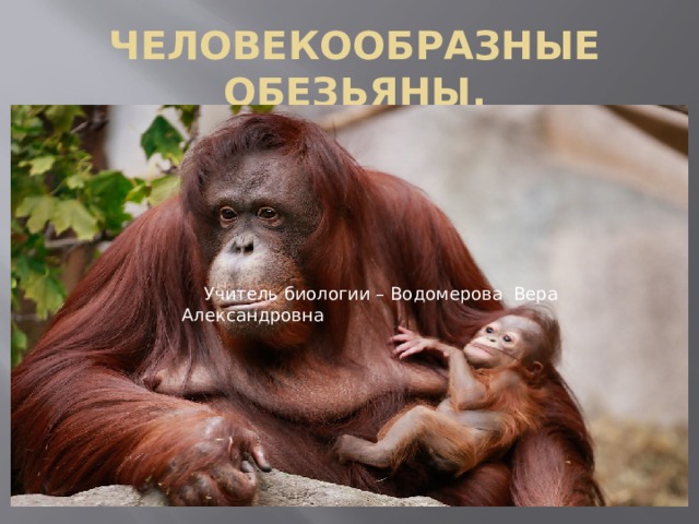 Человекообразные обезьяны.  Учитель биологии – Водомерова Вера Александровна 