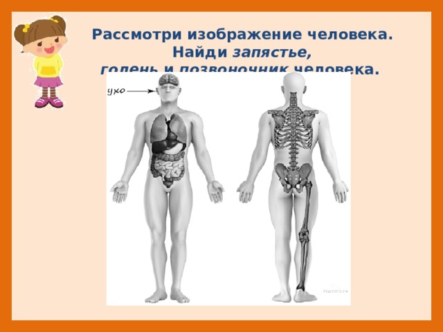   Рассмотри изображение человека. Найди запястье, голень  и  позвоночник  человека. 