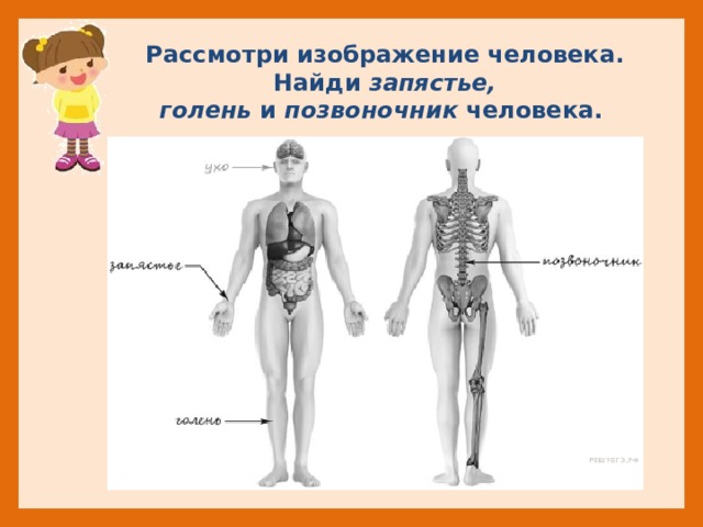 Анатомия человека впр. Рассмотри изображение человека. Строение человека ВПР. Части тела человека ВПР 4 класс. Строение человека ВПР 4 класс.