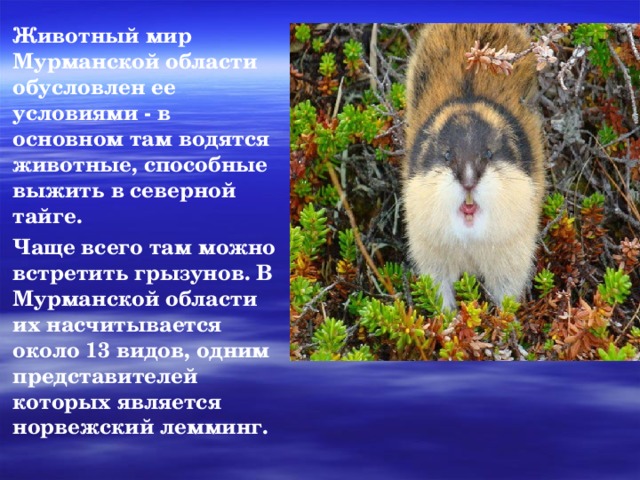 Животный мир Мурманской области обусловлен ее условиями - в основном там водятся животные, способные выжить в северной тайге. Чаще всего там можно встретить грызунов. В Мурманской области их насчитывается около 13 видов, одним представителей которых является норвежский лемминг. 