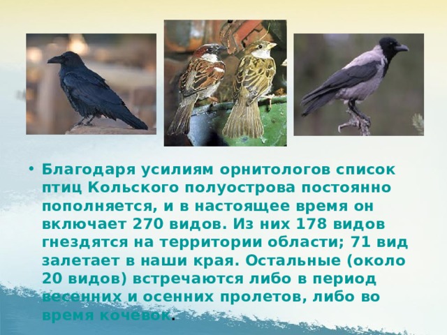 Благодаря усилиям орнитологов список птиц Кольского полуострова постоянно пополняется, и в настоящее время он включает 270 видов. Из них 178 видов гнездятся на территории области; 71 вид залетает в наши края. Остальные (около 20 видов) встречаются либо в период весенних и осенних пролетов, либо во время кочевок .  