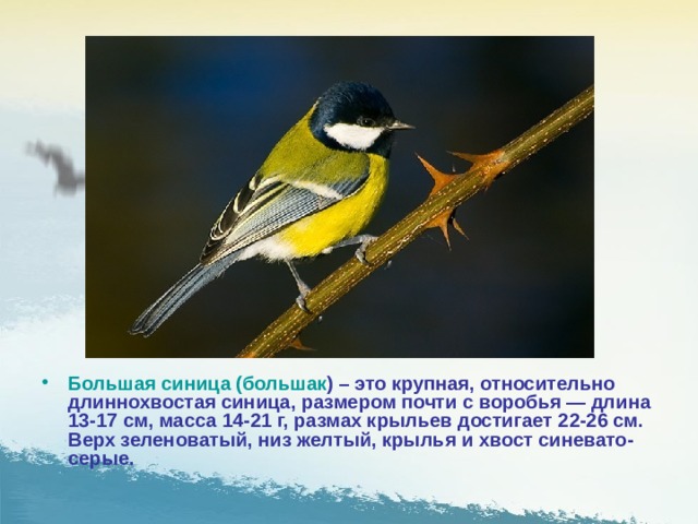 Большая синица (большак ) – это крупная, относительно длиннохвостая синица, размером почти с воробья — длина 13-17 см, масса 14-21 г, размах крыльев достигает 22-26 см. Верх зеленоватый, низ желтый, крылья и хвост синевато-серые.  