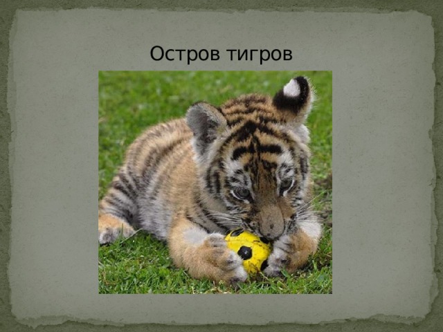 Остров тигров 