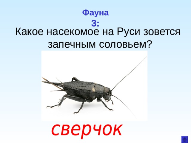 Фауна  3: Какое насекомое на Руси зовется запечным соловьем? 