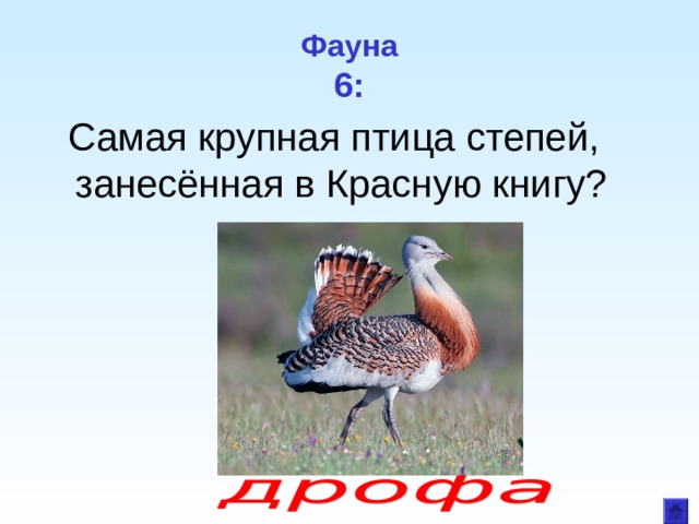 Фауна  6: Самая крупная птица степей, занесённая в Красную книгу?  