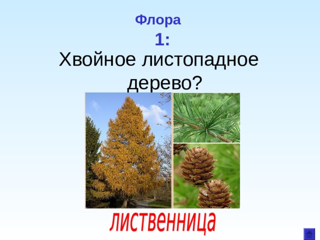 Флора  1: Хвойное листопадное дерево? 