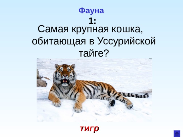  Фауна   1 : Самая крупная кошка, обитающая в Уссурийской тайге? тигр 