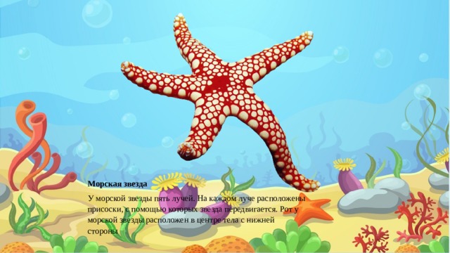 Морская звезда У морской звезды пять лучей. На каждом луче расположены присоски, с помощью которых звезда передвигается. Рот у морской звезды расположен в центре тела с нижней стороны   