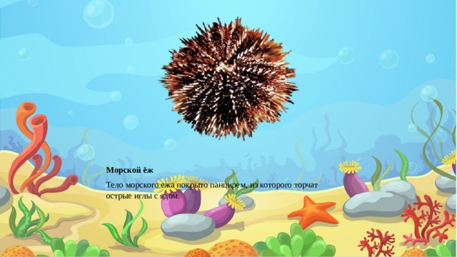 Морской ёж Тело морского ежа покрыто панцирем, из которого торчат острые иглы с ядом. 