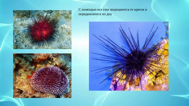 С помощью игл ежи защищаются от врагов и передвигаются по дну  