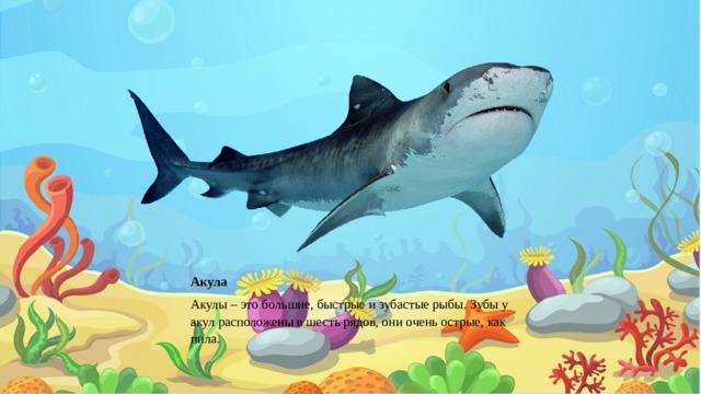 Акула Акулы – это большие, быстрые и зубастые рыбы. Зубы у акул расположены в шесть рядов, они очень острые, как пила. 