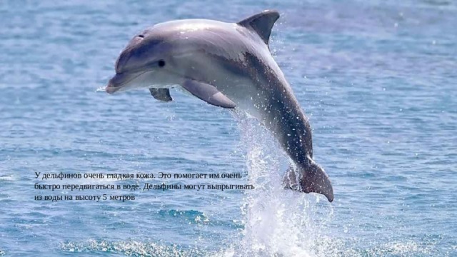 У дельфинов очень гладкая кожа. Это помогает им очень быстро передвигаться в воде. Дельфины могут выпрыгивать из воды на высоту 5 метров 