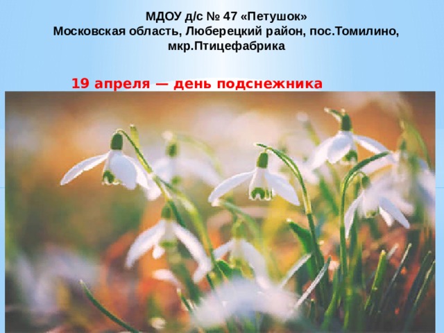 Бунин подснежник слушать. Презентация подснежники для дошкольников. Презентация Подснежник для старшей группы. Подснежники фон для презентации. Обложка к рассказу Подснежник Бунин.