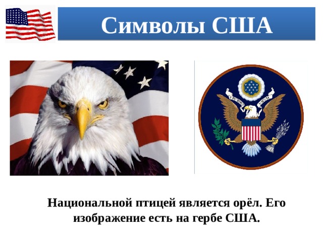 Символы США Национальной птицей является орёл. Его изображение есть на гербе США. 