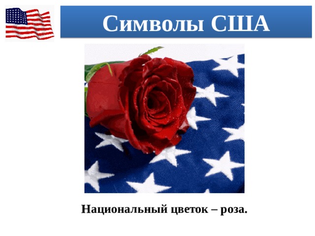 Символы США Национальный цветок – роза. 