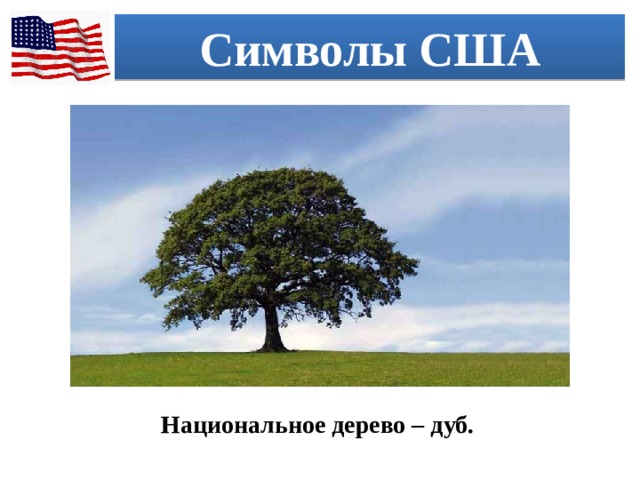 Символы США Национальное дерево – дуб. 
