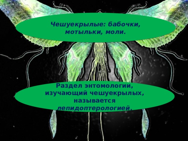 Чешуекрылые: бабочки, мотыльки, моли. Раздел энтомологии, изучающий чешуекрылых, называется лепидоптерологией .  