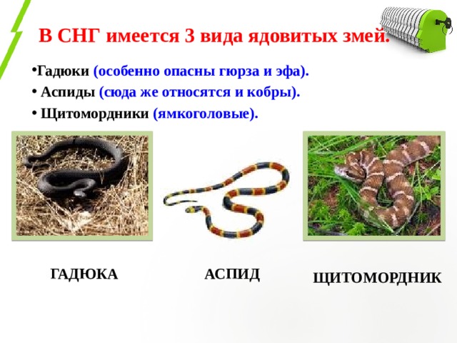 В СНГ имеется 3 вида ядовитых змей. Гадюки (особенно опасны гюрза и эфа).  Аспиды (сюда же относятся и кобры).  Щитомордники (ямкоголовые). Гадюка Аспид Щитомордник 