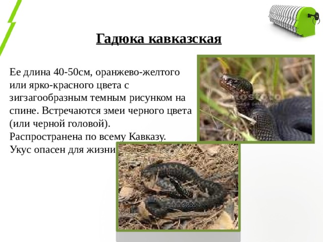 Гадюка кавказская Ее длина 40-50см, оранжево-желтого или ярко-красного цвета с зигзагообразным темным рисунком на спине. Встречаются змеи черного цвета (или черной головой). Распространена по всему Кавказу. Укус опасен для жизни. 