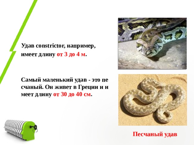 Удав constrictor, например, имеет длину от 3 до 4 м .   Самый маленький удав - это песчаный. Он живет в Греции и имеет длину от 30 до 40 см .    Песчаный удав 
