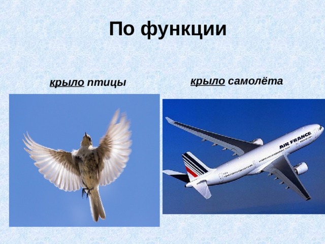     По функции крыло  самолёта крыло  птицы 