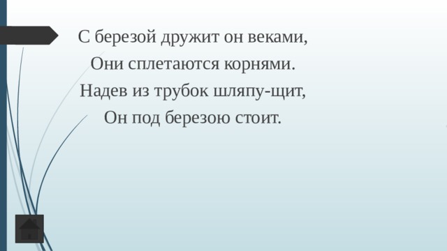 С березой дружит он веками, Они сплетаются корнями. Надев из трубок шляпу-щит, Он под березою стоит. 