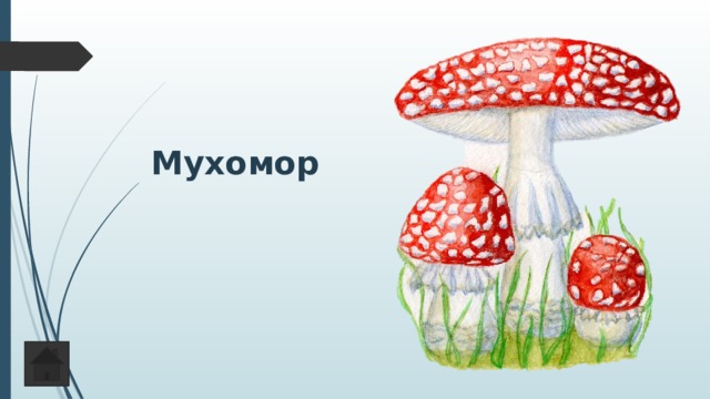 Мухомор 