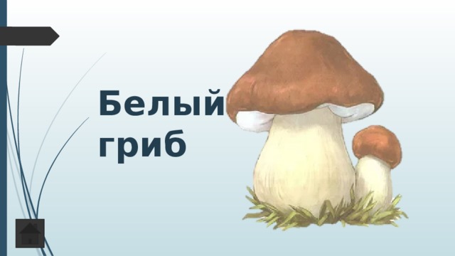 Белый гриб 