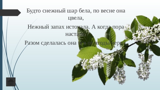 Будто снежный шар бела, по весне она цвела, Нежный запах источала. А когда пора настала, Разом сделалась она вся от ягоды черна. 