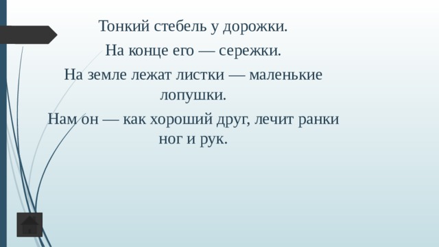 Тонкий стебель у дорожки. На конце его — сережки. На земле лежат листки — маленькие лопушки. Нам он — как хороший друг, лечит ранки ног и рук. 