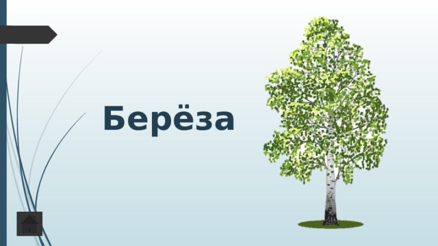 Берёза 