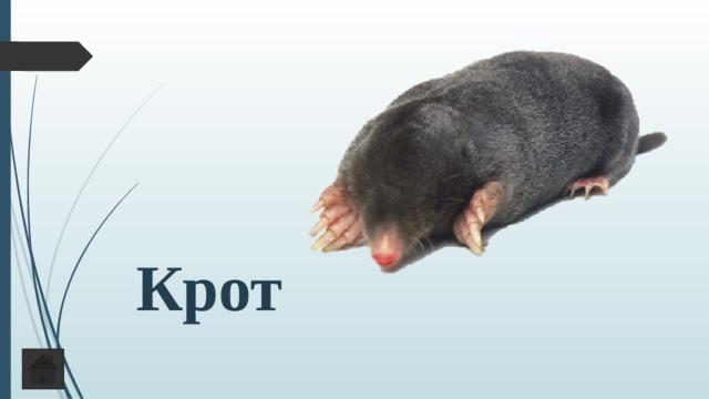 Крот 