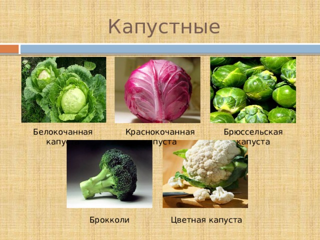 Капустные Белокочанная капуста Краснокочанная капуста Брюссельская капуста Брокколи Цветная капуста 