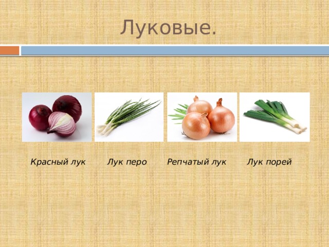 Луковые. Красный лук Лук перо Репчатый лук Лук порей 