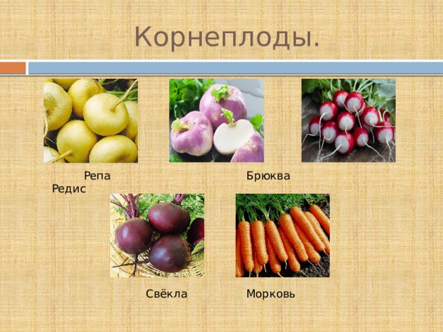 Корнеплоды.  Репа  Брюква Редис  Свёкла   Морковь    