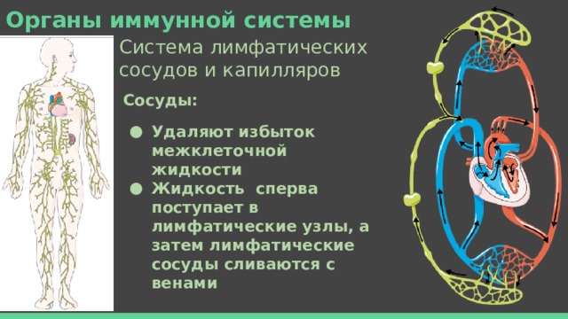 Лимфатические узлы пищеварительной системы. Лимфатические узлы иммунная система. Связь лимфатической системы с иммунной системой. Жидкость сперва поступает в лимфатические. Возрастные особенности лимфатических узлов.