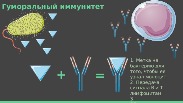 Гуморальный иммунитет 1. Метка на бактерию для того, чтобы ее узнал моноцит  2. Передача сигнала В и Т лимфоцитам  3. Обезвреживание токсинов + = 