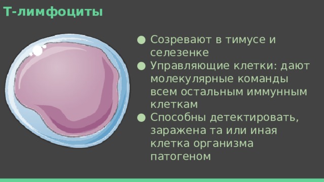 Т-лимфоциты Созревают в тимусе и селезенке Управляющие клетки: дают молекулярные команды всем остальным иммунным клеткам Способны детектировать, заражена та или иная клетка организма патогеном 