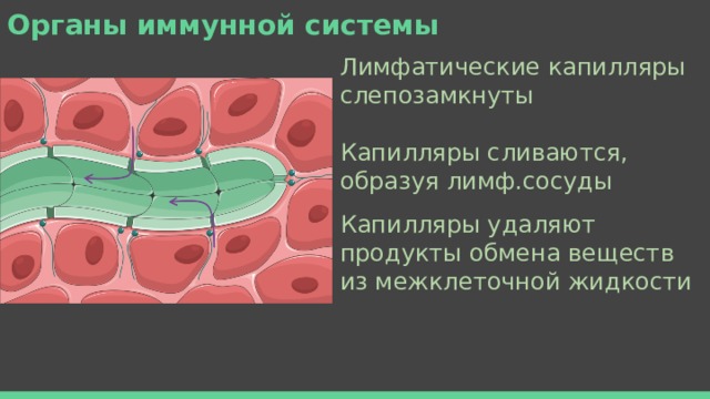 Органы иммунной системы Лимфатические капилляры слепозамкнуты   Капилляры сливаются, образуя лимф.сосуды Капилляры удаляют продукты обмена веществ из межклеточной жидкости 