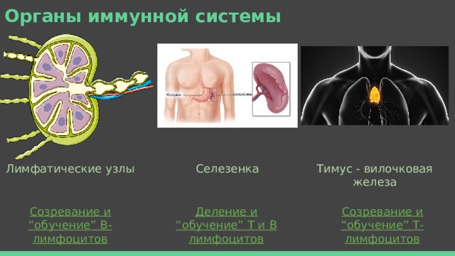 Органы иммунной системы Лимфатические узлы    Селезенка    Тимус - вилочковая железа    Созревание и “обучение” В-лимфоцитов    Созревание и “обучение” Т-лимфоцитов    Деление и “обучение” Т и В лимфоцитов    ККМ 